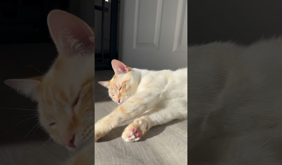 My cat rolling around in the sun #shorts