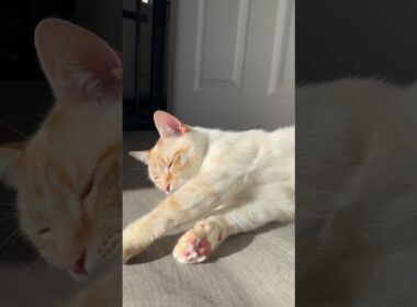 My cat rolling around in the sun #shorts