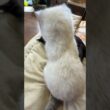 シャムの子ネコ雫をナデナデしていたら動き出し、黒猫の子ネコ黒夢に、派手に仕掛ける