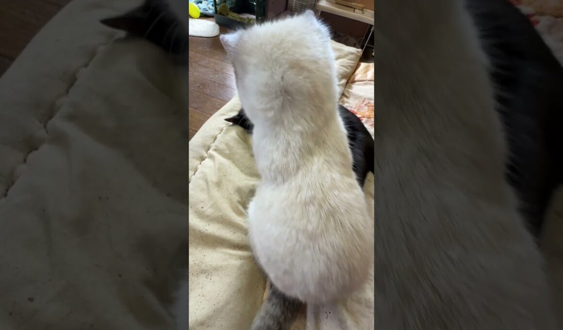 シャムの子ネコ雫をナデナデしていたら動き出し、黒猫の子ネコ黒夢に、派手に仕掛ける