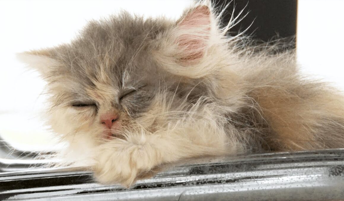 生後１か月の”ペルシャ”が寝落ちする姿がかわいい【Sleep with my lovey】