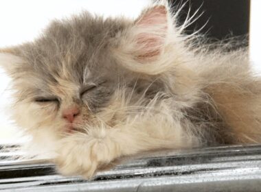 生後１か月の”ペルシャ”が寝落ちする姿がかわいい【Sleep with my lovey】