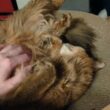 【1373日目】だらける子 #ソマリ #cat