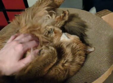 【1373日目】だらける子 #ソマリ #cat