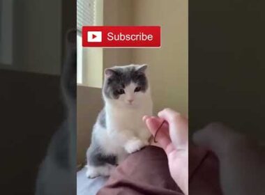 so cute cats #cute #cat #funny