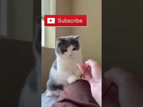 so cute cats #cute #cat #funny