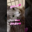 よいしょ🩷 #猫 #ロシアンブルー #猫のいる暮らし  #shorts