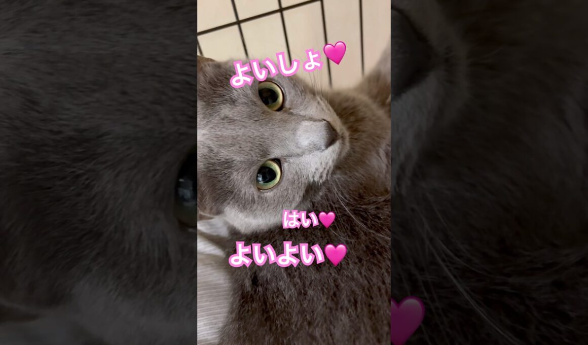 よいしょ🩷 #猫 #ロシアンブルー #猫のいる暮らし  #shorts