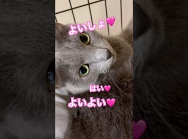 よいしょ🩷 #猫 #ロシアンブルー #猫のいる暮らし  #shorts