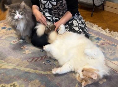 【ばあば♡】久しぶりにたくさんブラッシングしてもらったよ♪ノルウェージャンフォレストキャットとターキッシュアンゴラ