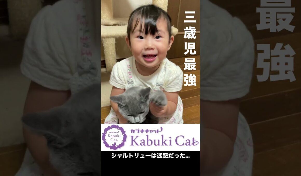 【ニャンコの天敵？】シャルトリューと三歳児 #三歳児 #シャルトリュー #猫好きさんと繋がりたい