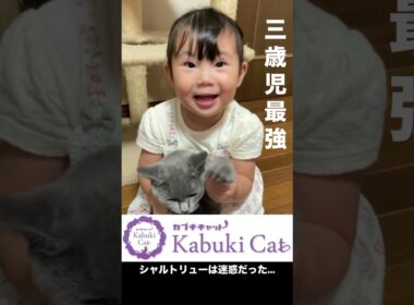 【ニャンコの天敵？】シャルトリューと三歳児 #三歳児 #シャルトリュー #猫好きさんと繋がりたい