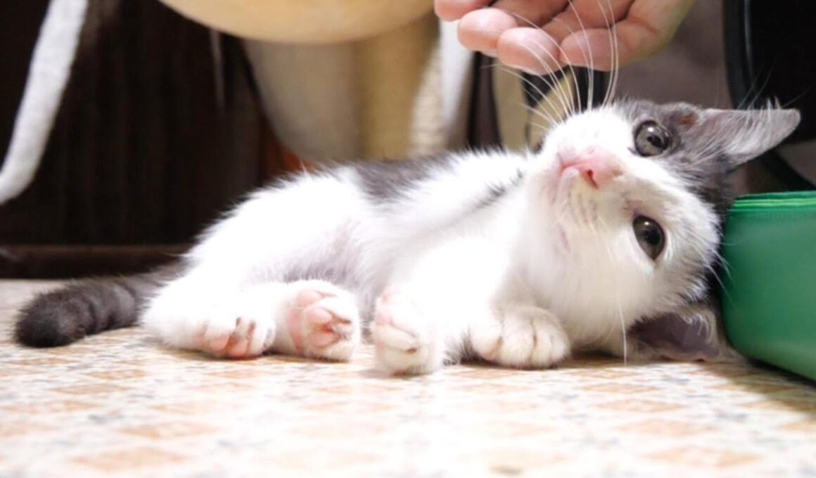 遊び疲れた子猫がそっと目を閉じる【赤ちゃん猫　保護猫】