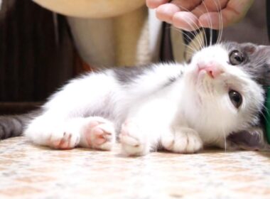 遊び疲れた子猫がそっと目を閉じる【赤ちゃん猫　保護猫】