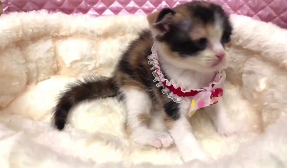 可愛いスコティッシュフォールドの三毛猫ちゃん❤️