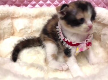 可愛いスコティッシュフォールドの三毛猫ちゃん❤️