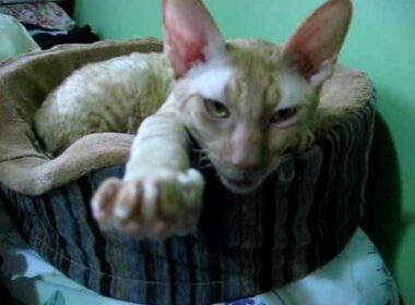 Cornish Rex cat answers to his name