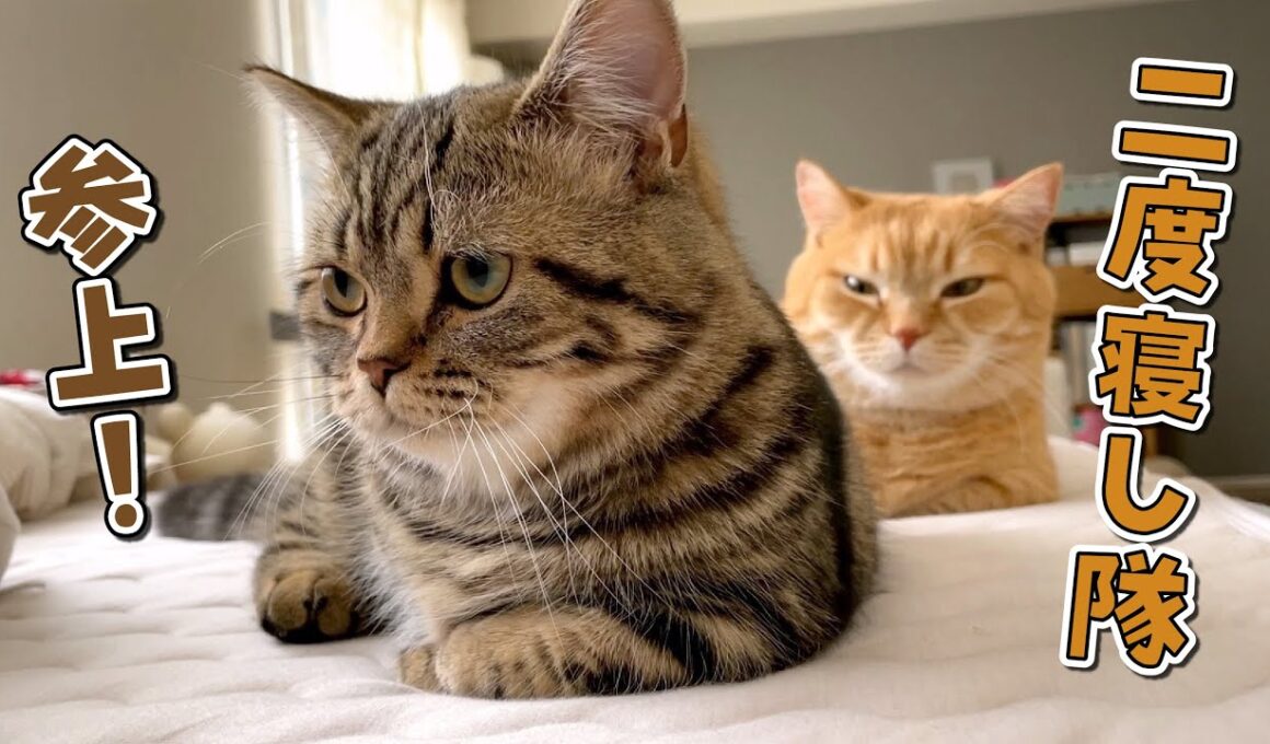 甘えん坊の愛猫とする二度寝が最高すぎました…！