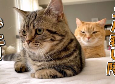 甘えん坊の愛猫とする二度寝が最高すぎました…！