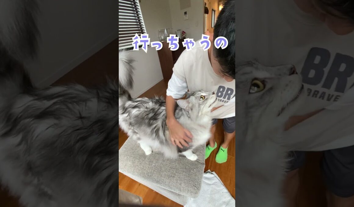 朝、少年を見送ってくれる大型猫♪行ってくるねのご挨拶♪#メインクーン#shorts