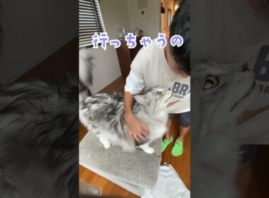 朝、少年を見送ってくれる大型猫♪行ってくるねのご挨拶♪#メインクーン#shorts