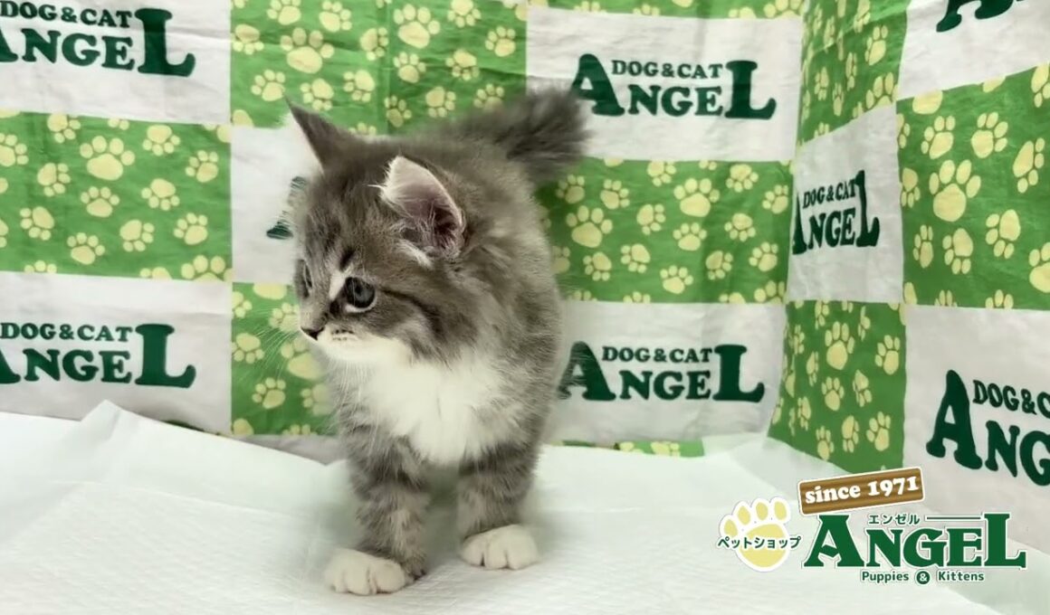 サイベリアン 2510086 【ペットショップエンゼル　子犬・子猫販売】