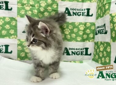 サイベリアン 2510086 【ペットショップエンゼル　子犬・子猫販売】