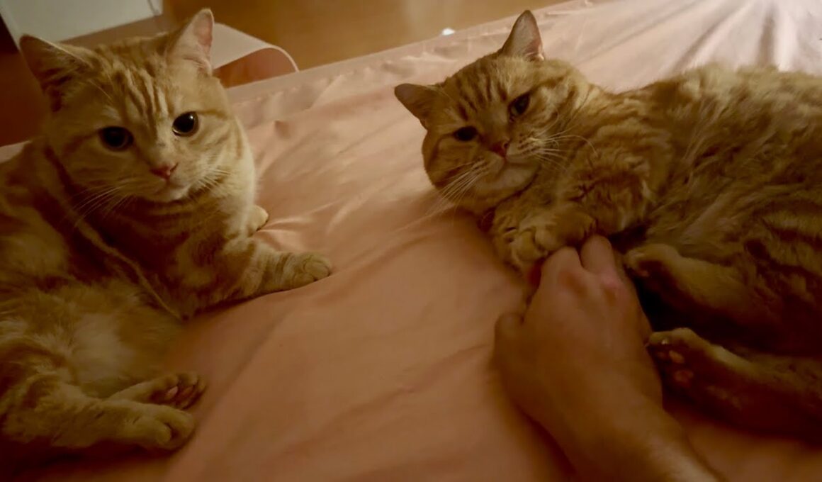 仲良しマンチカン親子に癒されました