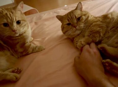 仲良しマンチカン親子に癒されました