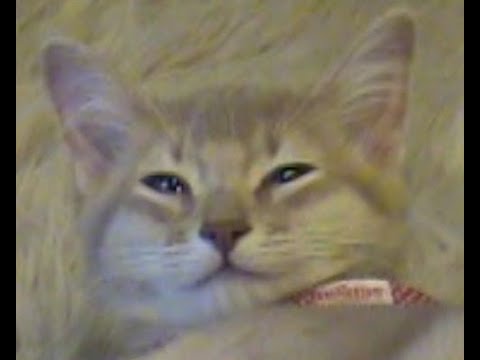 子猫 ソマリ 遊び疲れて眠い　ぼたん  2013年2月