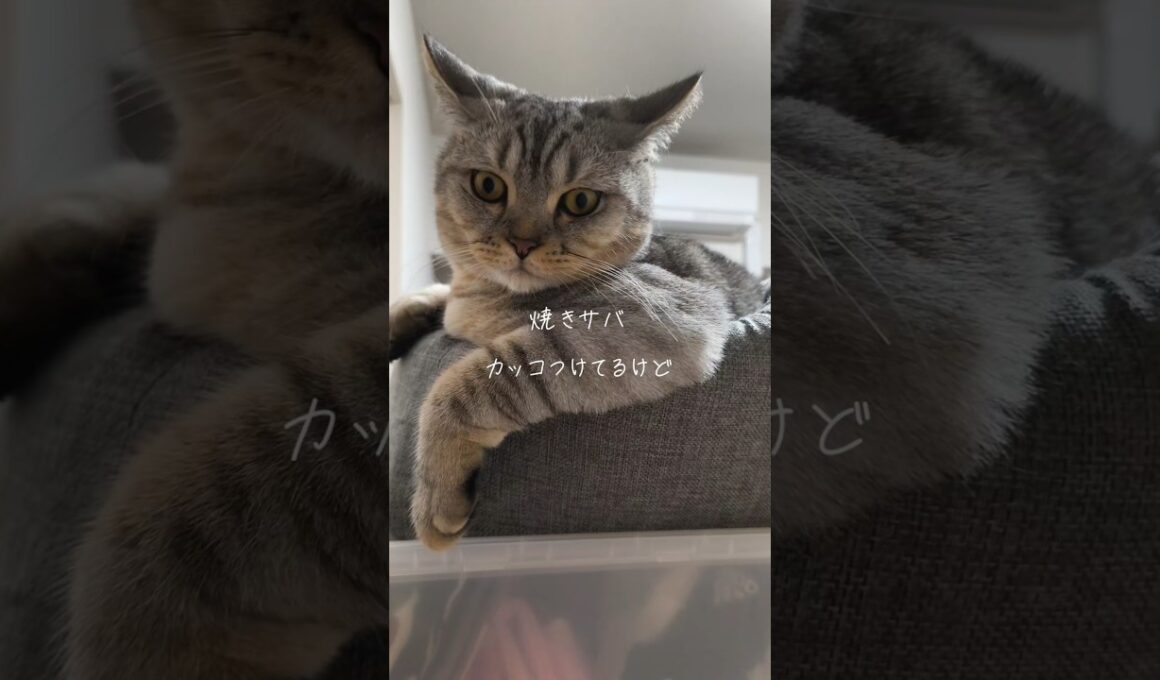 使い方を間違う猫