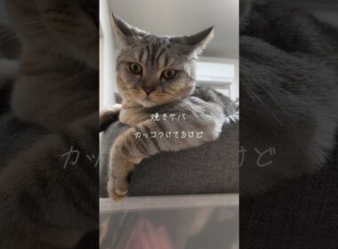 使い方を間違う猫