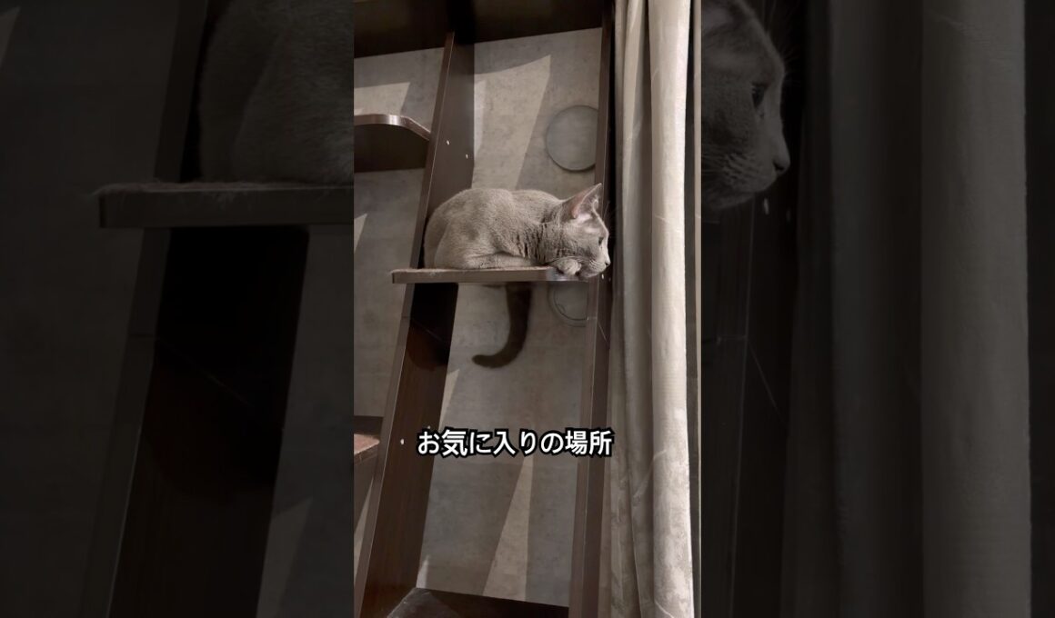 ロシアンブルー | 尻尾で分かるよ | Russian Blue cat