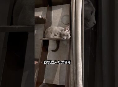 ロシアンブルー | 尻尾で分かるよ | Russian Blue cat