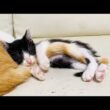 しっぽを抱きしめて寝ちゃった子猫