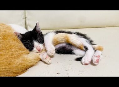 しっぽを抱きしめて寝ちゃった子猫