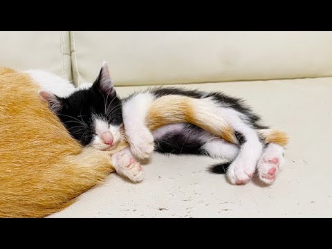 しっぽを抱きしめて寝ちゃった子猫