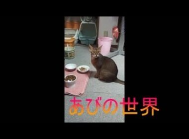 ネコ動画あび＃5386　あびの毎日　アビシニアン　あび