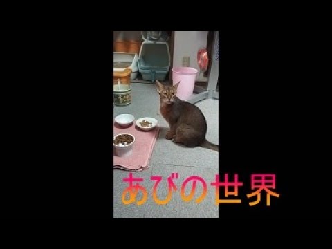 ネコ動画あび＃5386　あびの毎日　アビシニアン　あび
