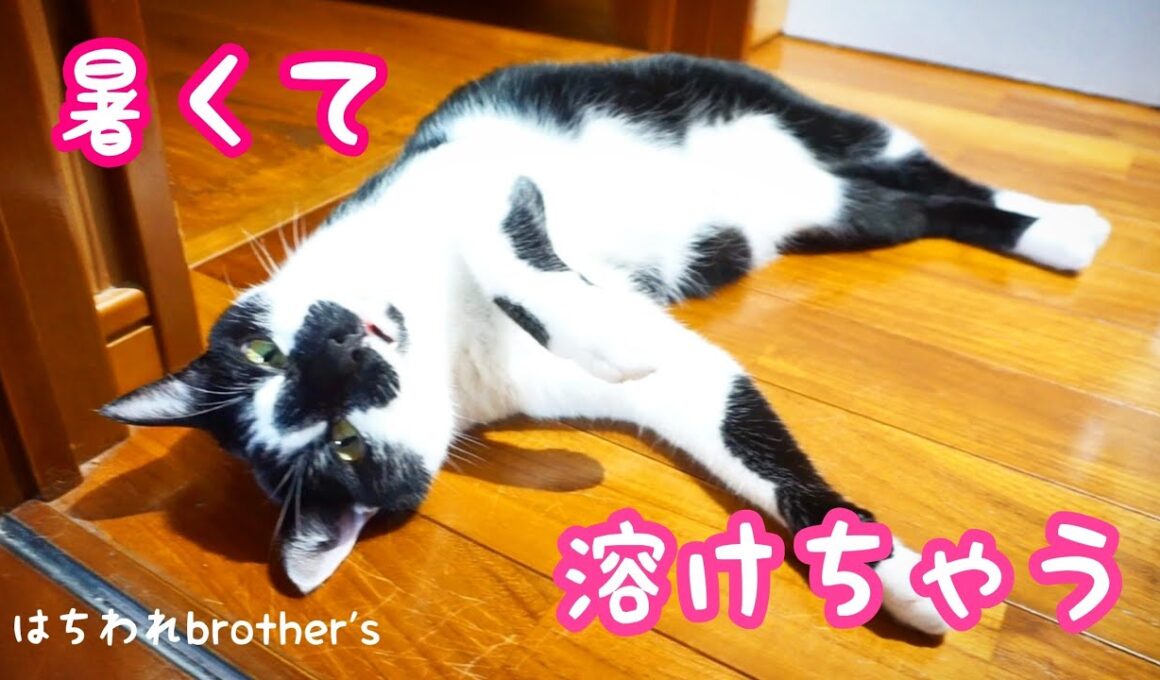 日本の蒸し暑い夏に寝られない猫　Cats that can't sleep in the hot and humid summer of Japan