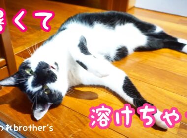 日本の蒸し暑い夏に寝られない猫　Cats that can't sleep in the hot and humid summer of Japan