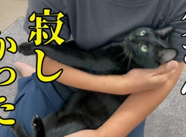 甘えなくなったファザコン元迷い猫が変貌！父がキャンプから帰ったら離れません！