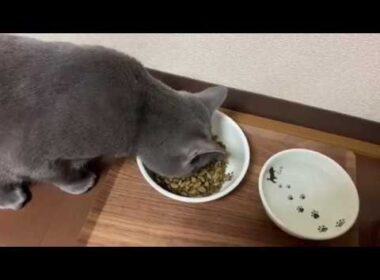 シャルトリュー☆トム君の朝ごはん～ゴロゴロ＆カリカリ音付き～