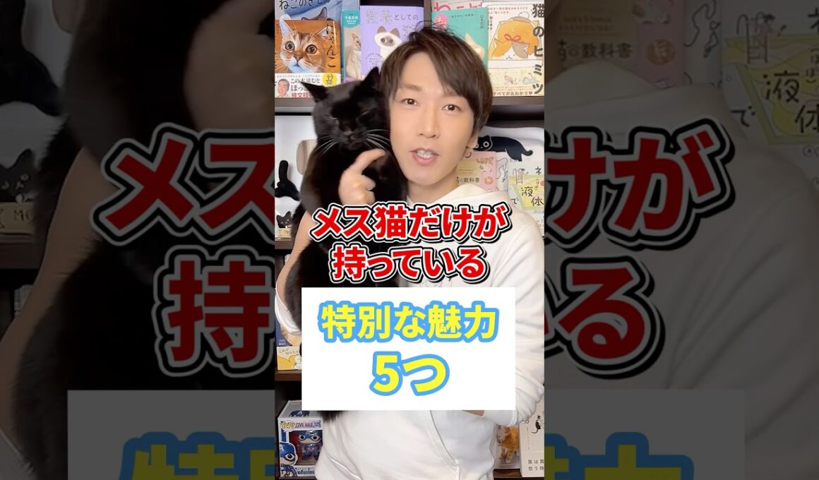 メス猫だけが持ってる特別な魅力５つ #猫 #猫かわいい #ねこ