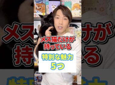 メス猫だけが持ってる特別な魅力５つ #猫 #猫かわいい #ねこ