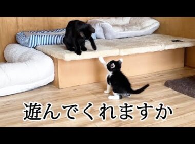 兄妹がいなく一緒に遊んでくれる相手が欲しかった子猫