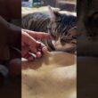 ツチノコ３匹。子ネコ黒夢、シャムの雫とキジシロのルル。一番、それっぽいのは、ルルだった