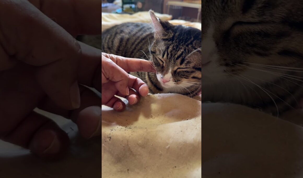 ツチノコ３匹。子ネコ黒夢、シャムの雫とキジシロのルル。一番、それっぽいのは、ルルだった