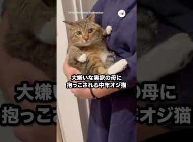 大嫌いな人に抱っこされる猫｜PECO