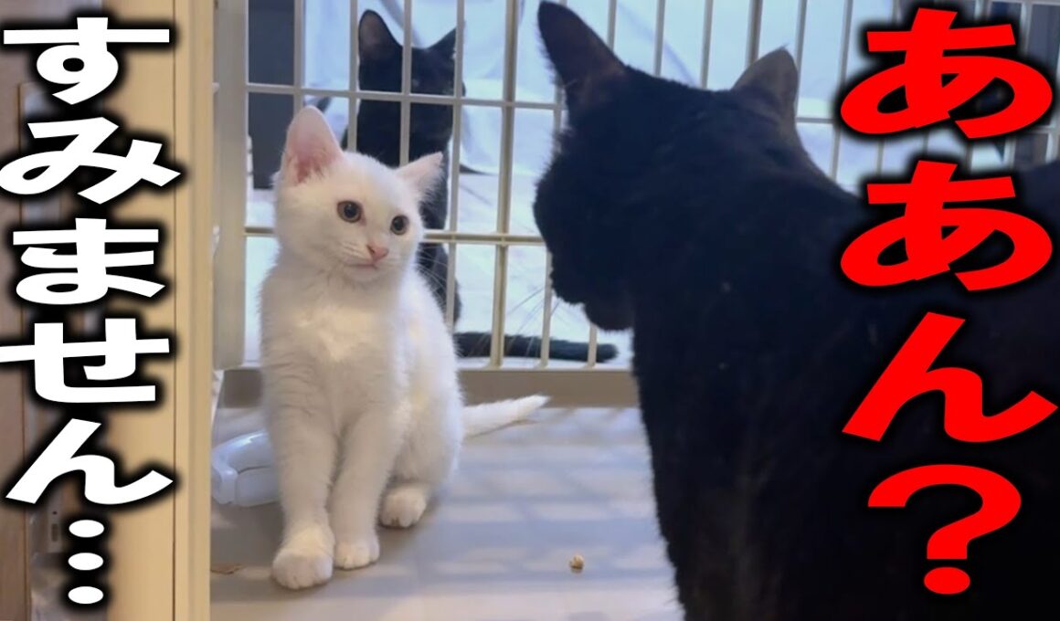 大人猫に怒られ、しょぼくれちゃった新入り子猫…